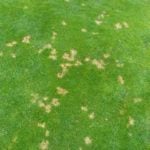 PRIMG Misc Turf Dollar Spot