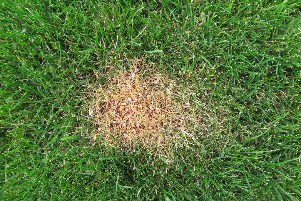 Example of turf spot burned by excessive fertilizer use. 