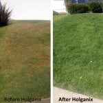 PRIMG AM Holganix Before After