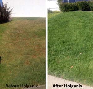 PRIMG AM Holganix Before After