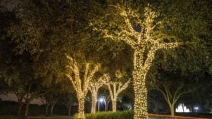 Holiday Tree Lighting