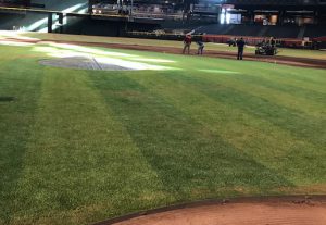 Alternating color pattern on newly installed synthetic turf field at Chase Field in Arizona. 