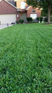 St. Augustine turfgrass with Anuvia GreenTRX