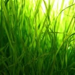 PRIMG Misc Turfgrass Closeup