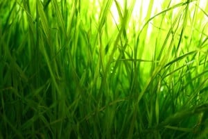 PRIMG Misc Turfgrass Closeup