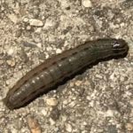 PRIMG Misc Armyworm TFernald_ReddingCA