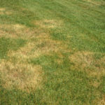 PRIMG Misc Turf Brown Patch