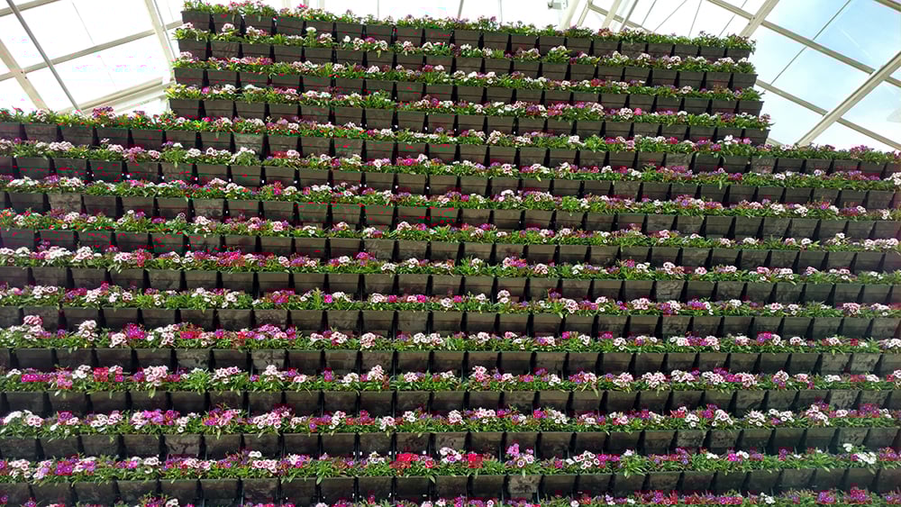 About 7,500 plants grow in the wall.