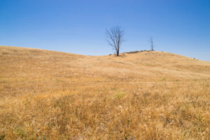 PRIMG Misc Dead Landscape
