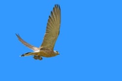 primg-misc-falcon