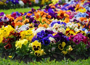 PRIMG Misc Flowerbed