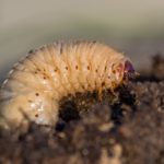 PRIMG Misc Grub