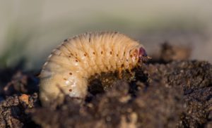 PRIMG Misc Grub