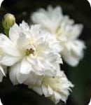 Misc Lady Banks Rose