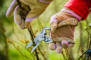 PRIMG Misc Pruning Roses