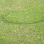 PRIMG Misc Turf Fairy Rings