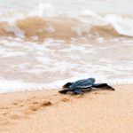 PRIMG Misc Turtle