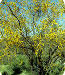 Misc White Thorn Acacia