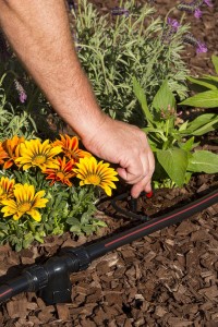 Drip Irrigation Conversion