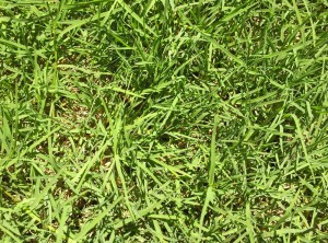 Bermudagrass Turf