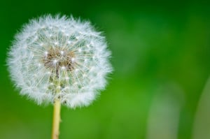 Turf Weed Control