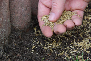 PRIMG Turf Seed