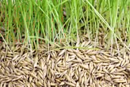 PRIMG Turf Seeds