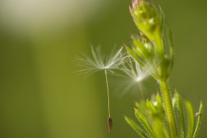 PRIMG Misc Turf Weeds