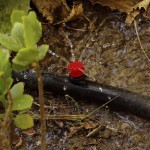 Drip Irrigation