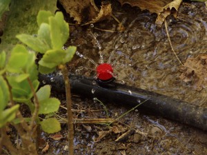 Drip Irrigation