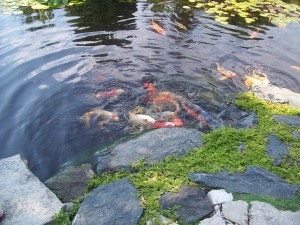 PRIMG WF Pond with Fish