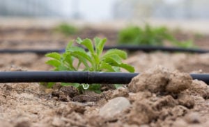 PRIMG.Irrigation.Plant.Drip
