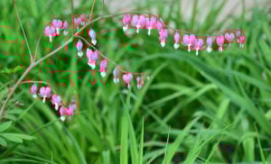 PRIMG.Landscape.Specifier.Native Plants