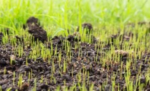 PRIMG.Seed.Turf