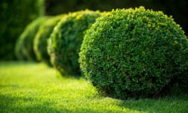 PRIMG.topiary.turf