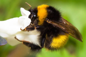 PRMIG.Bumblebee.wildlife