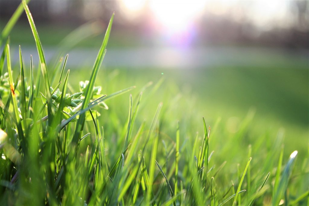 blade-of-grass-depth-of-field-environment-580900