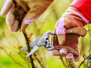 Pruning Landscape Maintenance Services