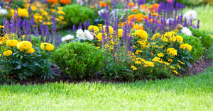 PRIMG Turf Seed