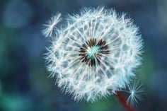 PRIMG Turf Dandelion