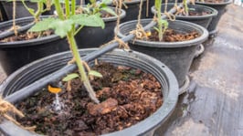 PRIMG-Grower-Container Irrigation for Growers
