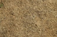 PRIMG Turf Dead Grass