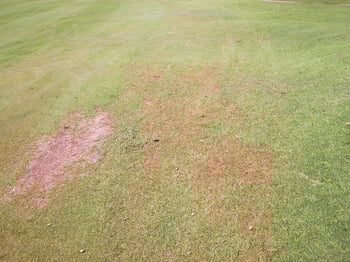 ewing-irrigation-detect-summer-turfgrass-disease-gray-leaf-spot-kikuyu