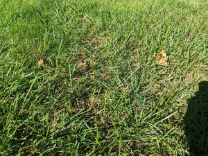ewing-irrigation-fall-diseases-to-know-turf-rust-2