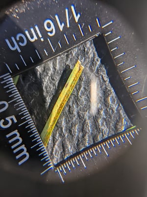 ewing-irrigation-fall-diseases-to-know-turf-rust-pustule-formation