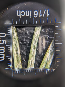 ewing-irrigation-fall-turf-diseases-to-know-powdery-mildew-of-turf-closeup