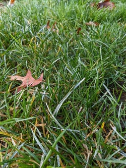 ewing-irrigation-fall-turf-diseases-to-know-powdery-mildew-of-turf-sparse-patch