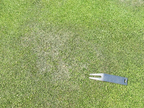 ewing-irrigation-golf-maintenance-three-signs-turf-stress-what-to-do