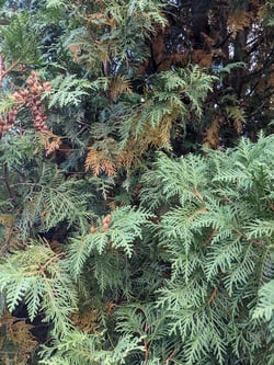 ewing-irrigation-how-to-recognize-annual-conifer-needle-drop-arborvitae-inner-seasonal