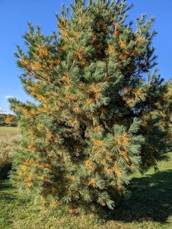 ewing-irrigation-how-to-recognize-annual-conifer-needle-drop-white-pine-showing-fall-color